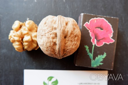 Если вы решили купить семена грецкого ореха Идеал, вам придётся учесть массу фак. . фото 1