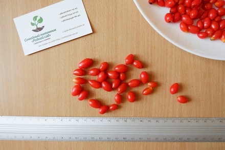 Если вы решили купить семена ягоды годжи, вам придётся учесть массу факторов, и . . фото 5