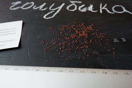 Если вы решили купить семена голубики, вам придётся учесть массу факторов, и мы . . фото 4