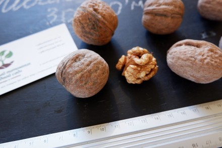 Если вы решили купить семена грецкого ореха Иван Багряный, вам придётся учесть м. . фото 4