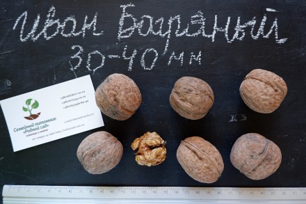 Если вы решили купить семена грецкого ореха Иван Багряный, вам придётся учесть м. . фото 3
