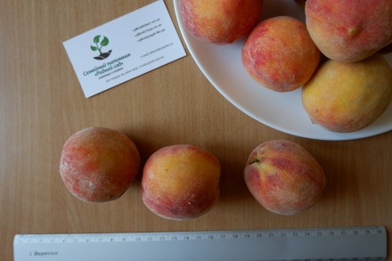 Если вы решили купить семена персика, вам придётся учесть массу факторов, и мы с. . фото 5