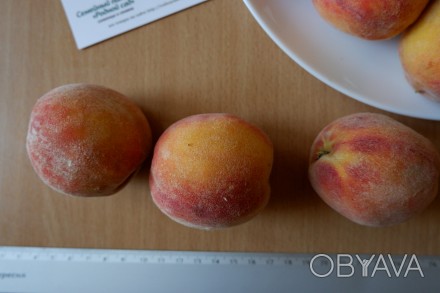 Если вы решили купить семена персика, вам придётся учесть массу факторов, и мы с. . фото 1