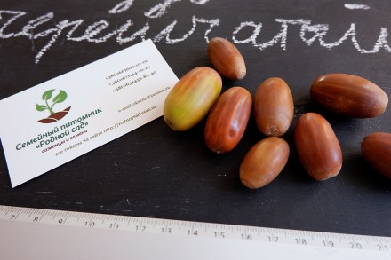 Если вы решили купить семена дуба черешчатого, вам придётся учесть массу факторо. . фото 3