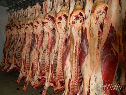 Продам яловичину, напівтуша/ м'ясо сортове(в. сорт, 1 сорт, 2 сорт), суппродукт
. . фото 1
