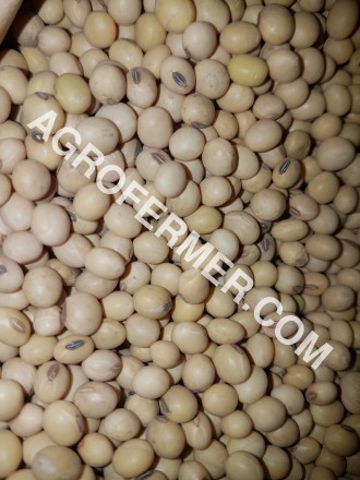 Семена сои ABEE Канадский трансгенный сорт. 

Cоя (Glycine max seeds.) ABEE тр. . фото 9