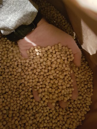 Семена сои ABEE Канадский трансгенный сорт. 

Cоя (Glycine max seeds.) ABEE тр. . фото 3