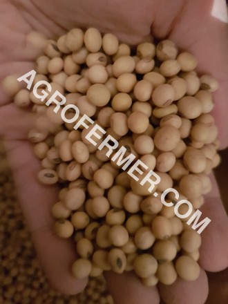 Семена сои ABEE Канадский трансгенный сорт. 

Cоя (Glycine max seeds.) ABEE тр. . фото 8