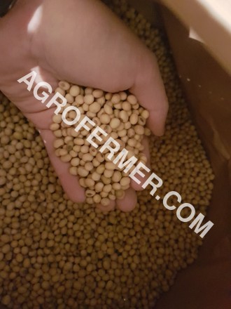 Семена сои ABEE Канадский трансгенный сорт. 

Cоя (Glycine max seeds.) ABEE тр. . фото 6