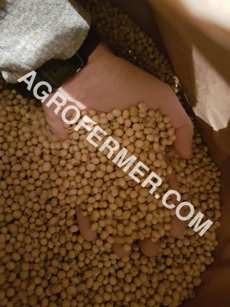 Семена сои ABEE Канадский трансгенный сорт. 

Cоя (Glycine max seeds.) ABEE тр. . фото 7