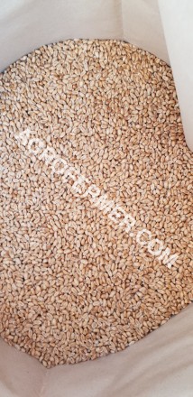 Семена пшеницы сорт FOX канадская трансгенная двуручка.

Новый сорт трансгенно. . фото 7