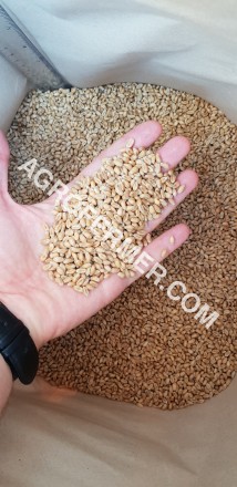Семена пшеницы сорт FOX канадская трансгенная двуручка.

Новый сорт трансгенно. . фото 12