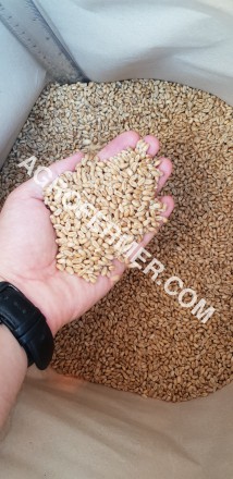 Семена пшеницы сорт FOX канадская трансгенная двуручка.

Новый сорт трансгенно. . фото 3