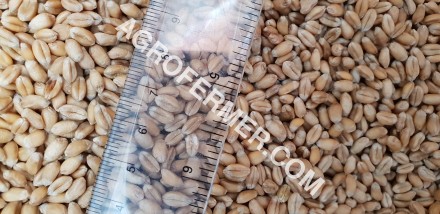 Семена пшеницы сорт FOX канадская трансгенная двуручка.

Новый сорт трансгенно. . фото 6