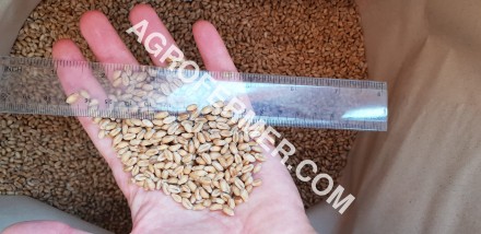 Семена пшеницы сорт FOX канадская трансгенная двуручка.

Новый сорт трансгенно. . фото 5