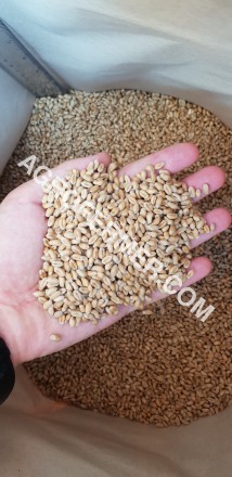 Семена пшеницы сорт FOX канадская трансгенная двуручка.

Новый сорт трансгенно. . фото 13