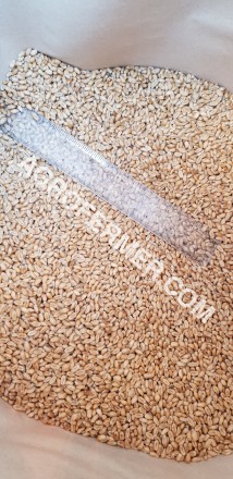 Семена пшеницы сорт FOX канадская трансгенная двуручка.

Новый сорт трансгенно. . фото 11