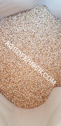 Семена пшеницы сорт FOX канадская трансгенная двуручка.

Новый сорт трансгенно. . фото 2