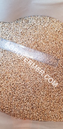 Семена пшеницы сорт FOX канадская трансгенная двуручка.

Новый сорт трансгенно. . фото 4