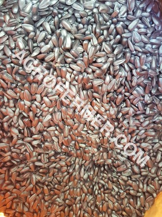 Семена масличного подсолнечника NELSON F - 699 Канадский трансгенный гибрид.

. . фото 13