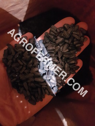 Семена масличного подсолнечника NELSON F - 699 Канадский трансгенный гибрид.

. . фото 7