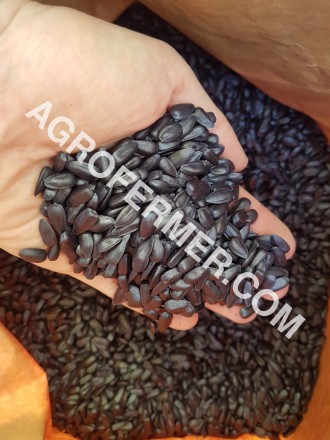 Семена масличного подсолнечника NELSON F - 699 Канадский трансгенный гибрид.

. . фото 9