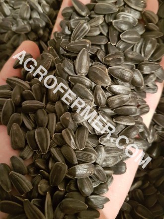 Семена подсолнечника VIKING F 696 канадский трансгенный гибрид.
Подсолнечник (S. . фото 5