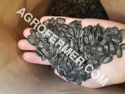 Семена подсолнечника VIKING F 696 канадский трансгенный гибрид.
Подсолнечник (S. . фото 12