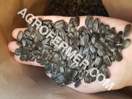 Семена подсолнечника VIKING F 696 канадский трансгенный гибрид.
Подсолнечник (S. . фото 13