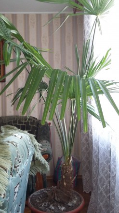 пальми віком 10 і 12 років у гарному стані, постійно підживлені органічними добр. . фото 6