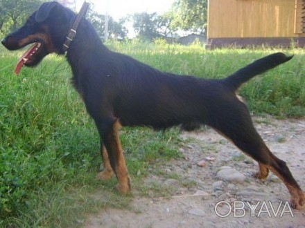 Собака Німецький ягтар'єр, 3,5 років. . фото 1