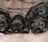 Имеются к продаже щенки Кавказской овчарки. Родились 1 ноября, всего 8 щенков. . фото 3