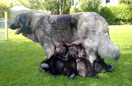 Имеются к продаже щенки Кавказской овчарки. Родились 1 ноября, всего 8 щенков. . фото 2