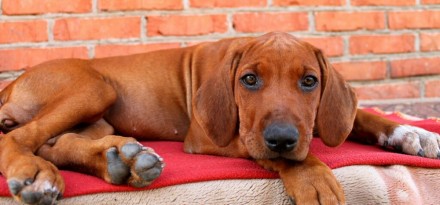 Предлагаются к продаже щенки родезийского риджбека от плановой вязки представите. . фото 2