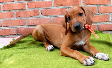 Предлагаются к продаже щенки родезийского риджбека от плановой вязки представите. . фото 3