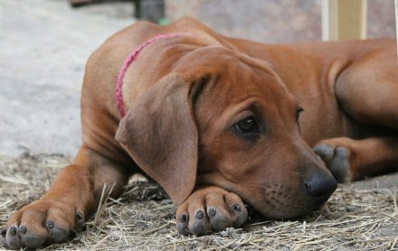 Предлагаются к продаже щенки родезийского риджбека от плановой вязки представите. . фото 6