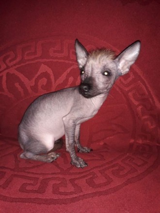 Щенок мексиканской голой собаки(девочка)Красивая, без недостатков.Скоро исполнит. . фото 3