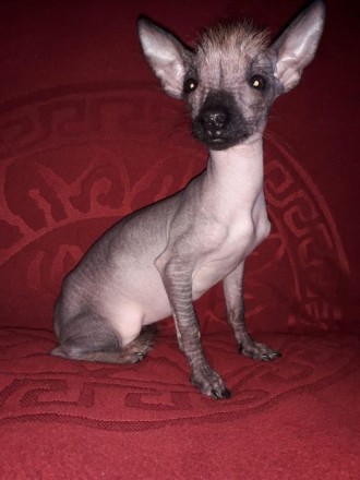 Щенок мексиканской голой собаки(девочка)Красивая, без недостатков.Скоро исполнит. . фото 2