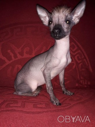 Щенок мексиканской голой собаки(девочка)Красивая, без недостатков.Скоро исполнит. . фото 1