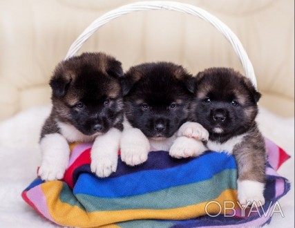 Питомник LYUBOV ZEMNAYA предлагает к продаже замечательных щенков американской а. . фото 1