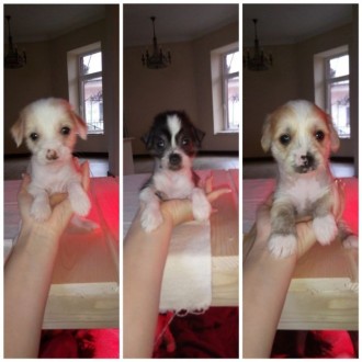 Готовятся к продаже щенки КХС, рождены 4.11.2018 г., 2 мальчика (рыжий и белый) . . фото 2