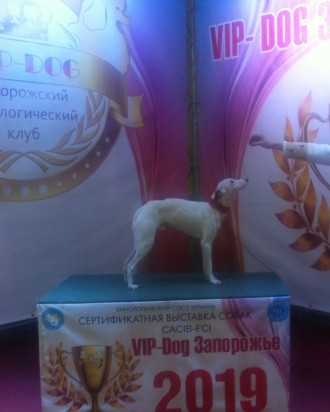 Единственный в Украине питомник перуанской голо( PERYVIAN HAIRLESS DOG) VIRACKOC. . фото 4