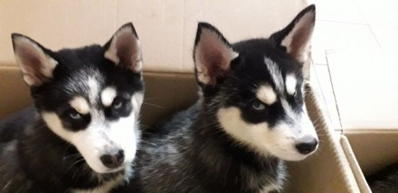 Продам щенков Хаски 2 месяца 2 мальчика и 2 девочки с щенячкой, с паспортом с пр. . фото 5