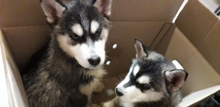 Продам щенков Хаски 2 месяца 2 мальчика и 2 девочки с щенячкой, с паспортом с пр. . фото 2