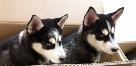 Продам щенков Хаски 2 месяца 2 мальчика и 2 девочки с щенячкой, с паспортом с пр. . фото 4