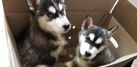 Продам щенков Хаски 2 месяца 2 мальчика и 2 девочки с щенячкой, с паспортом с пр. . фото 3