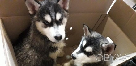 Продам щенков Хаски 2 месяца 2 мальчика и 2 девочки с щенячкой, с паспортом с пр. . фото 1