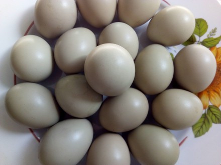 Принимаем заказы на инкубационные яйца и молодняк Румынских – изумрудных и охотн. . фото 10