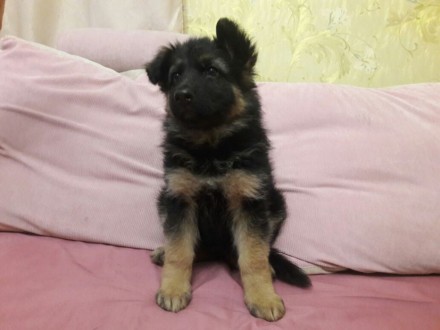 Чистокровный щенок немецкой овчарки, девочка, 2 месяца. Окрас чепрачный, длиннош. . фото 2