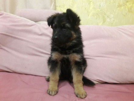 Чистокровный щенок немецкой овчарки, девочка, 2 месяца. Окрас чепрачный, длиннош. . фото 3